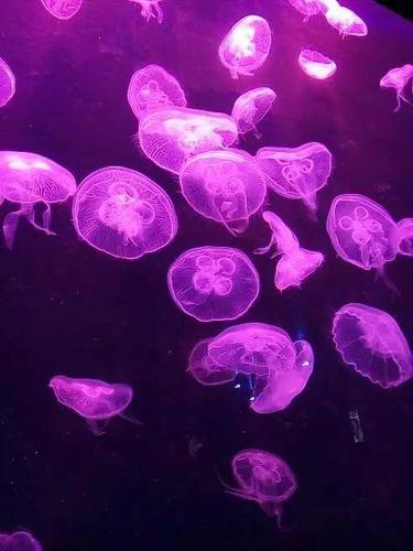 午夜电影院｜深夜在线看片平台 恐怖片 小众影片 免费无广告